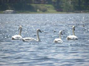 BarbLucente5 2011-285x214