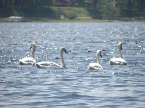 BarbLucente5 2011-288x215