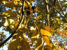 BarbLucente8 2010-284x213