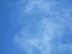 Cicchini2 2012-284x213